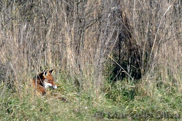 Lady, female fox injured