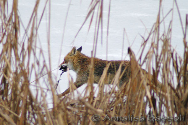 Lady, female fox hunting