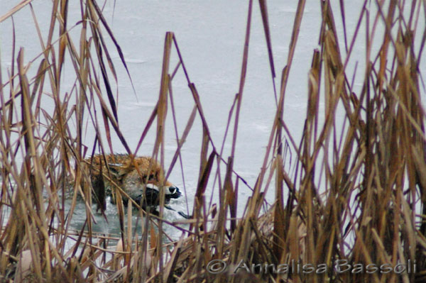 Lady, female fox hunting that falls in the ice