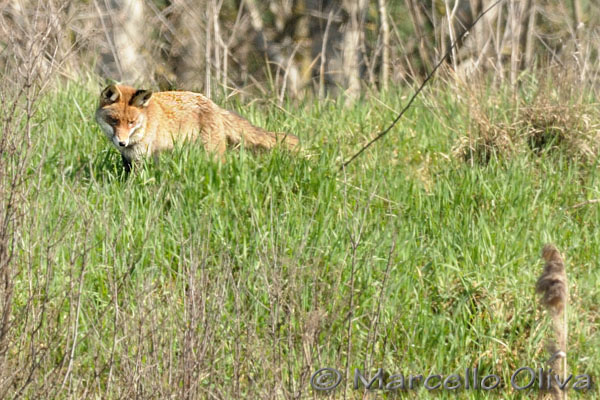 Lady, female fox